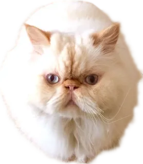 🐱 cat, white cat, persian cat, animal, pet, fluffy telegram sticker