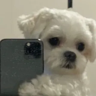 🐶 Hund, Selfie, süß, Tier, Haustier whatsapp sticker