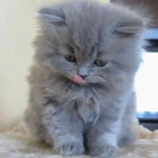 😛 kot, kociak, słodki, puszysty, zwierzę, zwierzak, szary kot telegram sticker