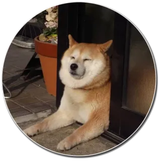 😌 chien, shiba inu, mignon, animal, animal de compagnie, mème whatsapp sticker