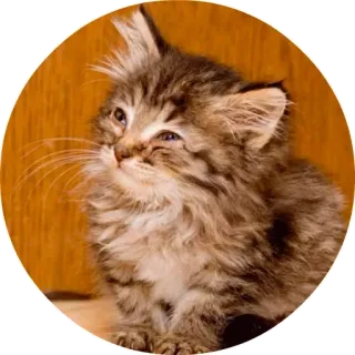 🙁 chat, chaton, mignon, animal, domestique telegram sticker