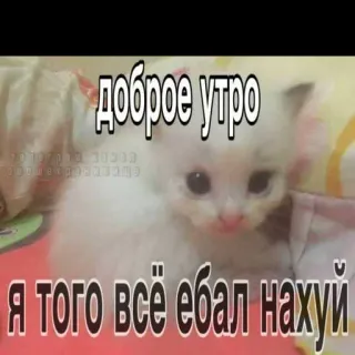 😏 доброе утро
Я того всё ебал нахуй 猫, 小猫, 冒犯, 骂人, 俄语, 早上 telegram sticker
