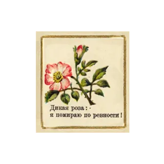 😫 Дикая роза :-
я пожираю по ревности! rose, fleur, texte, russe telegram sticker