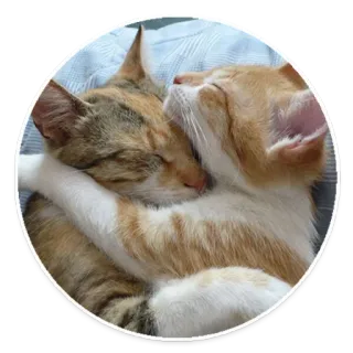 💕 gatos, animales, lindo, gatitos, durmiendo, abrazando, amistad, animales domésticos telegram sticker