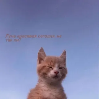 ❤️ Луна красивая сегодня, не так ли? cat, sky, beautiful, moon, cute, kitten, aesthetic telegram sticker
