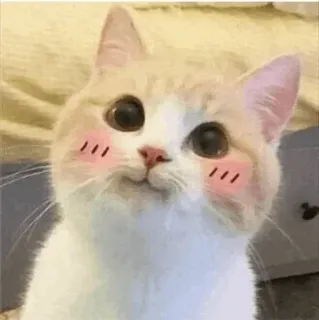 🐈 gatto, carino, animale, animale domestico, gattino, gatto domestico, felino whatsapp sticker