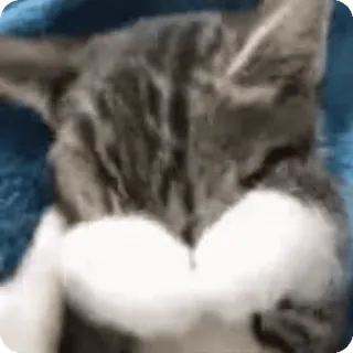 😣 cat, animal, pet, cute whatsapp sticker