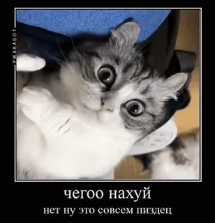 🌟 ЧЕГОО НАХУЙ
нет ну это совсем пиздец mèo, meme, ngôn ngữ xúc phạm, động vật whatsapp sticker