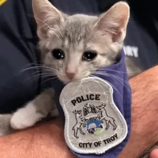 😭 POLICE
CITY OF TROY anak kucing, polisi, kucing, lencana, hewan telegram sticker
