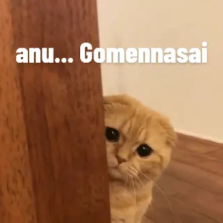 😀 anu... Gomennasai cat, apology, cute, animal, meme, sorry telegram sticker