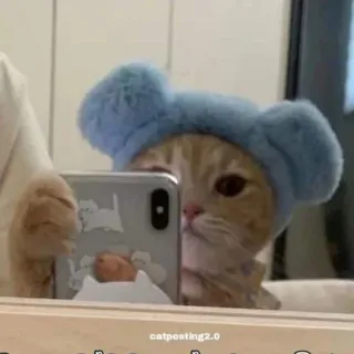 🤔 catposting2.0 แมว, เซลฟี่, สัตว์, สัตว์เลี้ยง, ตลก, กระจก, หมวก telegram sticker