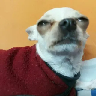 🙄 perro, chihuahua, animal, mascota, perro pequeño, lindo, gracioso, meme telegram sticker
