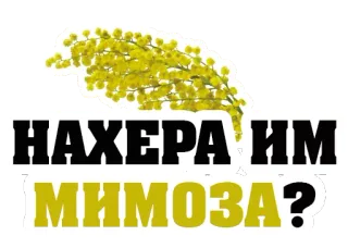 😡 НАХЕРА ИМ МИМОЗА? mimosa, flowers, russian, text, question telegram sticker