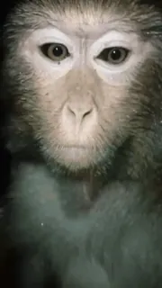 💦 monkey, animal, primate, wildlife, mammal telegram sticker