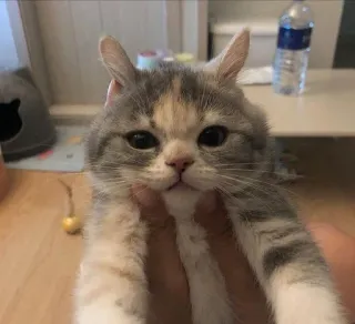 🐾 gato, gatinho, fofo, animal de estimação, animal, doméstico telegram sticker