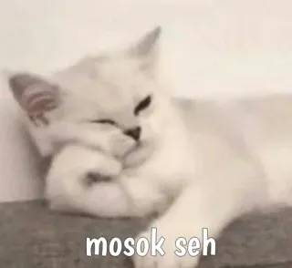 😾 mosok seh кот, мем, смешной, милый, животное, питомец whatsapp sticker