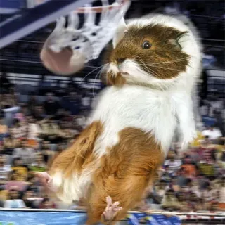 🏀 guinea pig, basketball, sports, animal, funny, cute telegram sticker