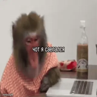 👻 Чот я заебался monyet, meme, lucu, hewan, bosan telegram sticker
