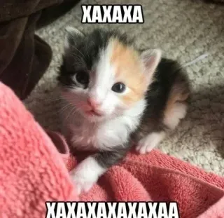 😂 XAXAXA gatito, gato, lindo, animal, mascota, calicó telegram sticker