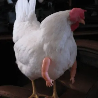 🧈 poulet, animal, bras de poupée, humour, bizarre telegram sticker