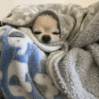 🐩 dog, sleeping, blanket, cute, animal, pet, chihuahua telegram sticker