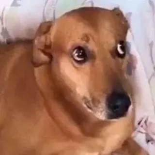 🐕 perro, animal, mascota, lindo, gracioso, meme telegram sticker