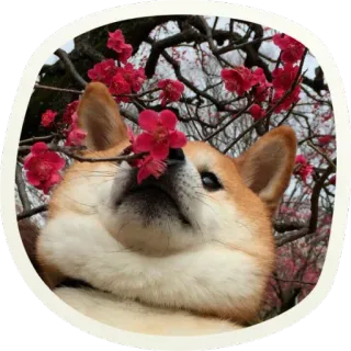 🌺 собака, сиба-ину, цветы, животное, природа, весна telegram sticker
