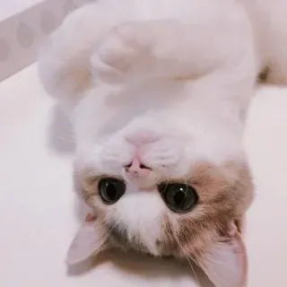 💓 кот, котёнок, животное, милый, питомец, млекопитающее, домашняя кошка whatsapp sticker
