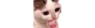 🥺 cat, sad, crying, meme, cute whatsapp sticker