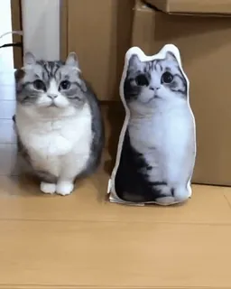 😳 Katze, Kissen, Tier, Haustier, süß, häuslich whatsapp sticker