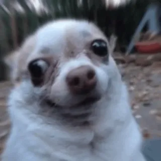 😐 dog, chihuahua, animal, pet, meme, funny telegram sticker