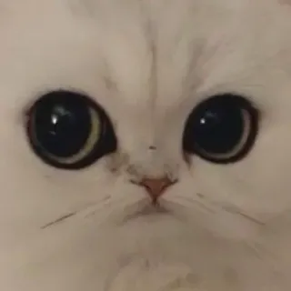 😐 cat, kitten, cute, animal, pet, face, eyes telegram sticker