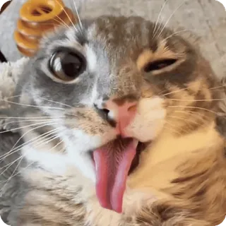 🤪 telegram sticker