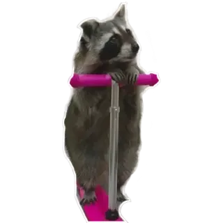 🛴 Waschbär, Tier, Roller, süß, Spaß telegram sticker