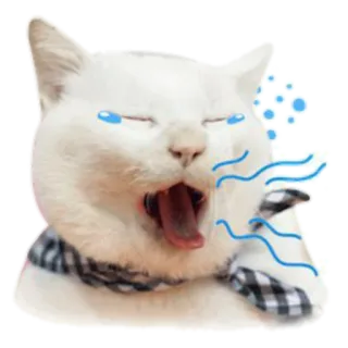 😫 cat, meme, yawning, white cat, animal telegram sticker