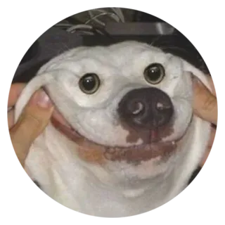 😊 犬, 面白い, ミーム, 白い犬, ペット, 可愛い, 動物 telegram sticker