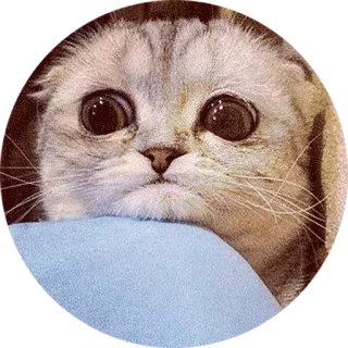 😟 cat, cute, animal, pet, kitten, Scottish Fold telegram sticker