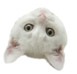 🙃 cat, animal, white, pet, cute telegram sticker