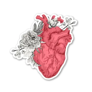 🌹 heart, anatomy, flower, organ, floral, medical telegram sticker
