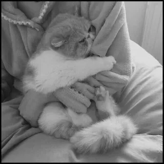 💮 gatto, animale domestico, animale, domestico, carino, felino telegram sticker