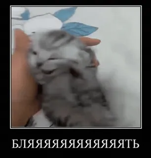 😩 БЛЯЯЯЯЯЯЯЯЯЯЯЯЯТЬ gatito, gato, palabrota, lenguaje ofensivo whatsapp sticker