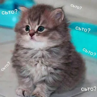 🙄 съто? kot, kociak, słodki, zdezorientowany, pytanie, mem telegram sticker