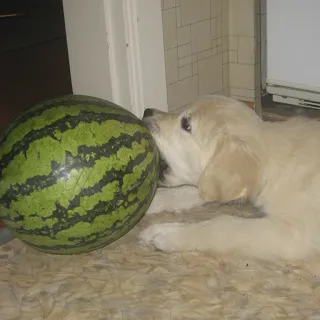 🍉 Hund, Wassermelone, Welpe, Haustier, Tier, Golden Retriever telegram sticker
