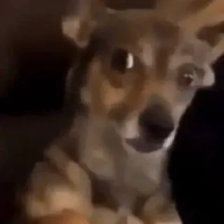 🐕 perro, chihuahua, mascota, animal, meme, gracioso telegram sticker