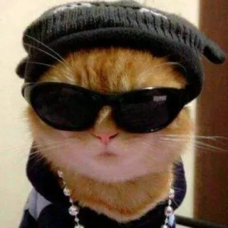 😎 chat, gangster, lunettes de soleil, chapeau, animal, animal de compagnie, drôle telegram sticker