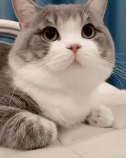 😺 猫, 灰色, 白色, 动物, 可爱 telegram sticker