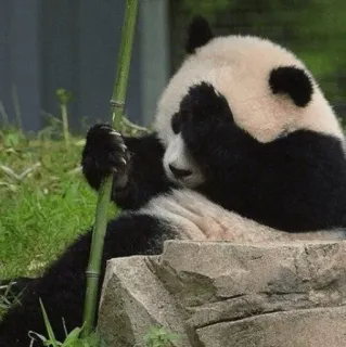 🐼 panda, animal, lindo, oso, bambú telegram sticker