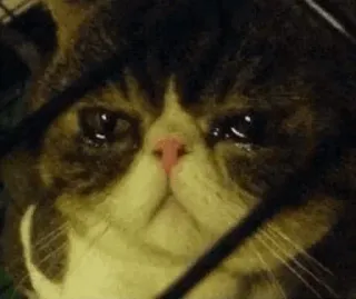 😩 猫, 泣く, 悲しい, ミーム, 動物 telegram sticker