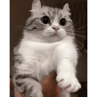 😻 gatto, carino, gattino, animale, animale domestico, domestico, peloso, adorabile telegram sticker
