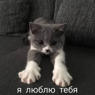 💖 Я люблю тебя 猫, 子猫, 可愛い, 愛, ペット, 動物 whatsapp sticker